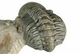 Flying Crotalocephalina Trilobite with Reedops #339524-9